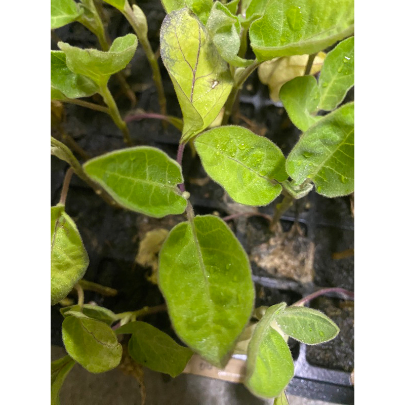 ［省多各農夫生活館］麻糬茄子苗🍆＊1⃣️支（買10支送1⃣️支）