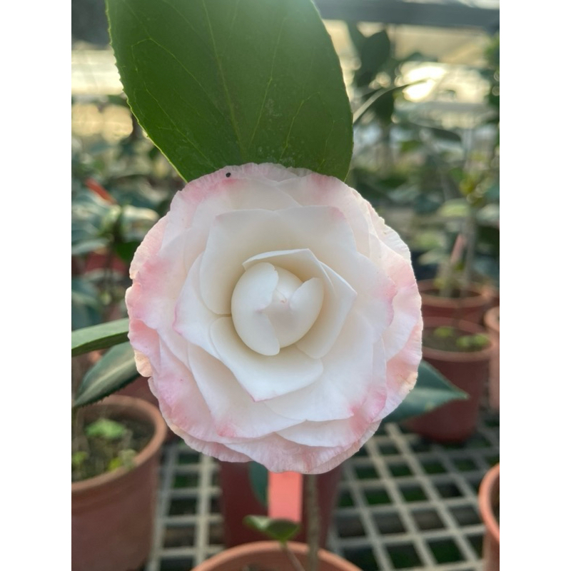 茶花 願望 6吋盆栽