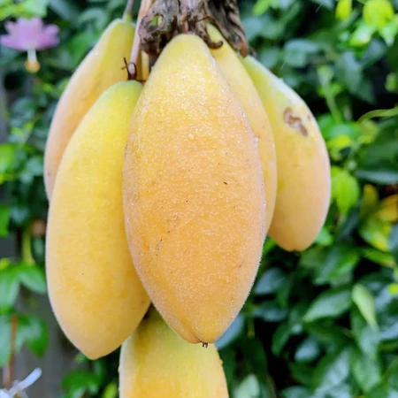 May-seed【台灣現貨】【百香果種子】綠皮百香果哥倫比亞百香果種子 香蕉百香果種子爬藤 四季種植 高產水果種子 發芽