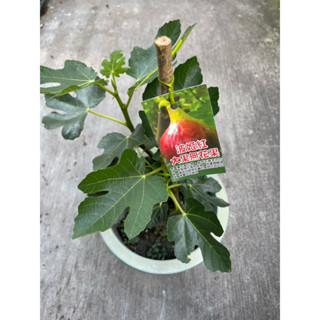 🪴綠植田園🪴波姬紅無花果/波姬紅/無花果/大果無花果/7寸盆/觀葉植物