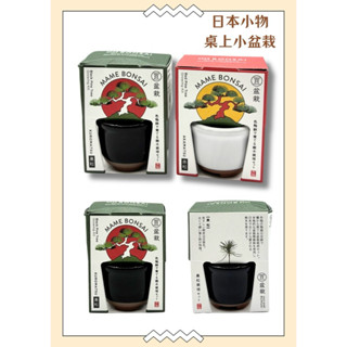 正日本現貨小物🇯🇵 送禮自用/桌上型盆栽/療癒小物