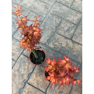 日本楓槭 紅姬｜5吋盆～季節性落葉小喬木⋯