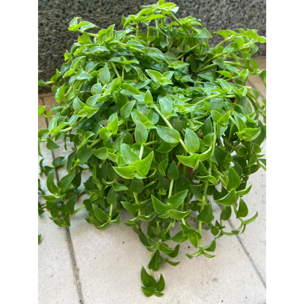 陸龜野菜盆栽  翠玲瓏 錦竹草 鋪地錦竹草 水龜草 蜥蜴 1吋盆 3吋盆 錦竹草盆栽 車前草3吋盆 現採錦竹草