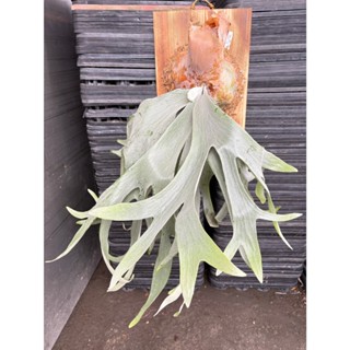 鹿角蕨｜安地斯交爪哇側芽｜室內蕨類植物｜盆栽綠植室內綠化