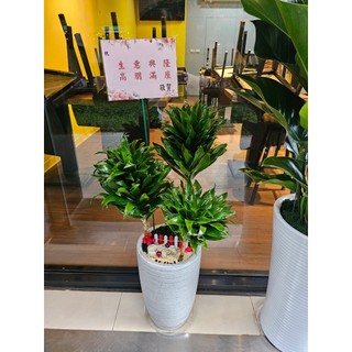 朵麗絲花店 A1006阿波羅盆栽 開幕盆栽 開幕送禮 開店招財 新居落成