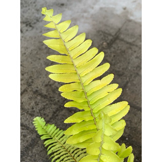 植plant & flower ~ 黃金瀑布腎蕨 腎蕨 蕨類 室內植物
