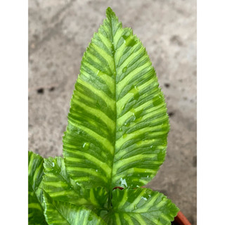 植plant & flower ~ 黃金斑馬蕨 斑馬蕨 蕨類 室內植物