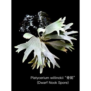 P.willinckii 'no name' dwarf Spore