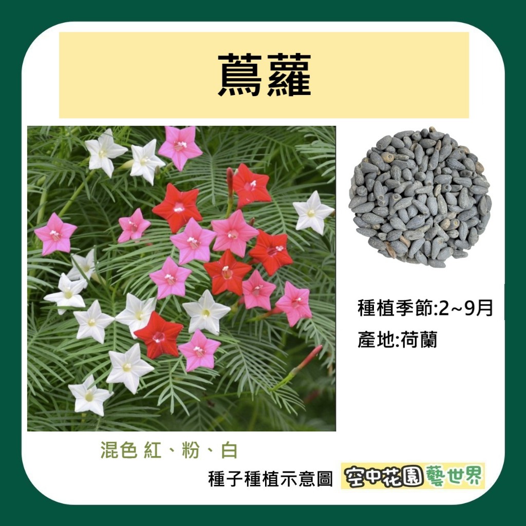 【台灣出貨 電子發票】蔦蘿 種子 新娘花 槭葉蔦蘿 羽葉蔦蘿 楓葉蔦蘿 花卉 菜籽 空中花園藝世界
