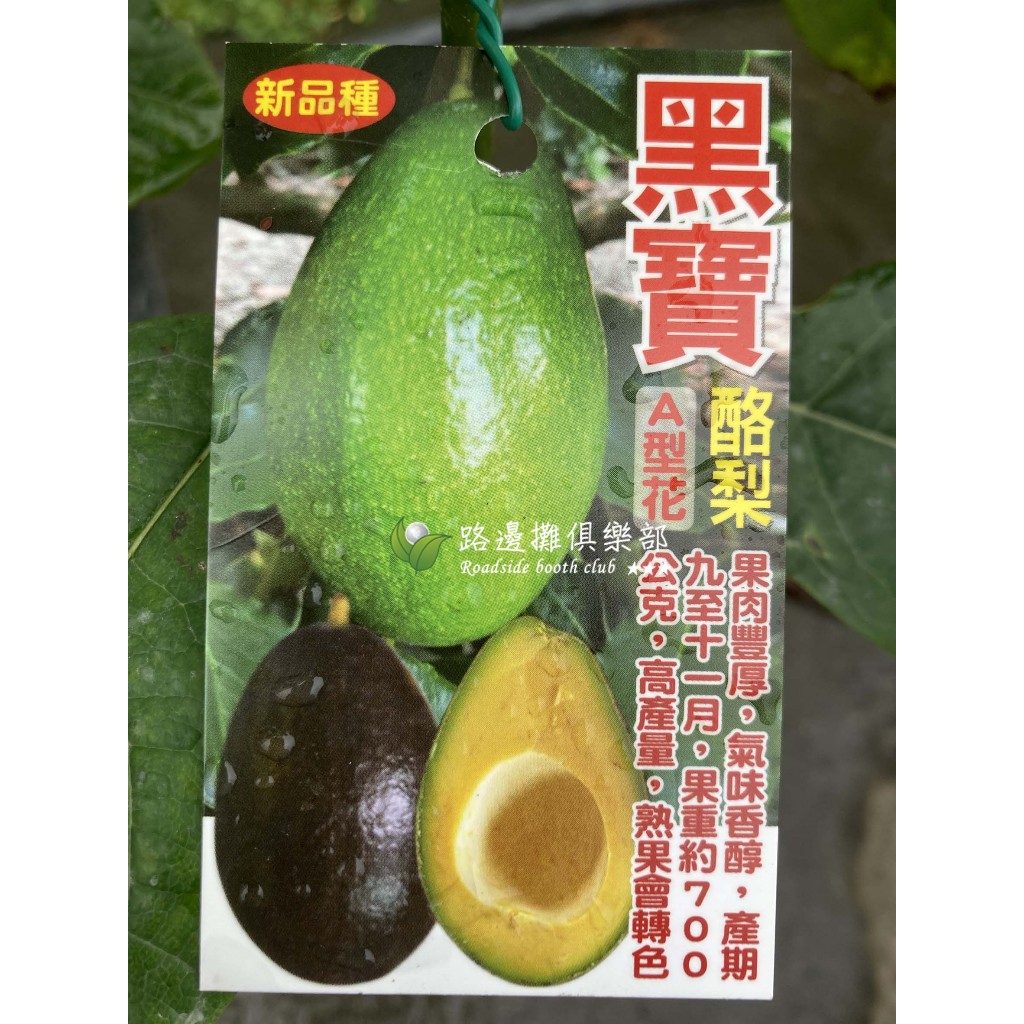 黑寶酪梨 嫁接苗 勿直接下標 酪梨苗 樹苗 盆栽 另有 黑皮紅心圓 黑金晚生 厚兒 秋可 紅心圓 哈斯 平克頓 富爾德