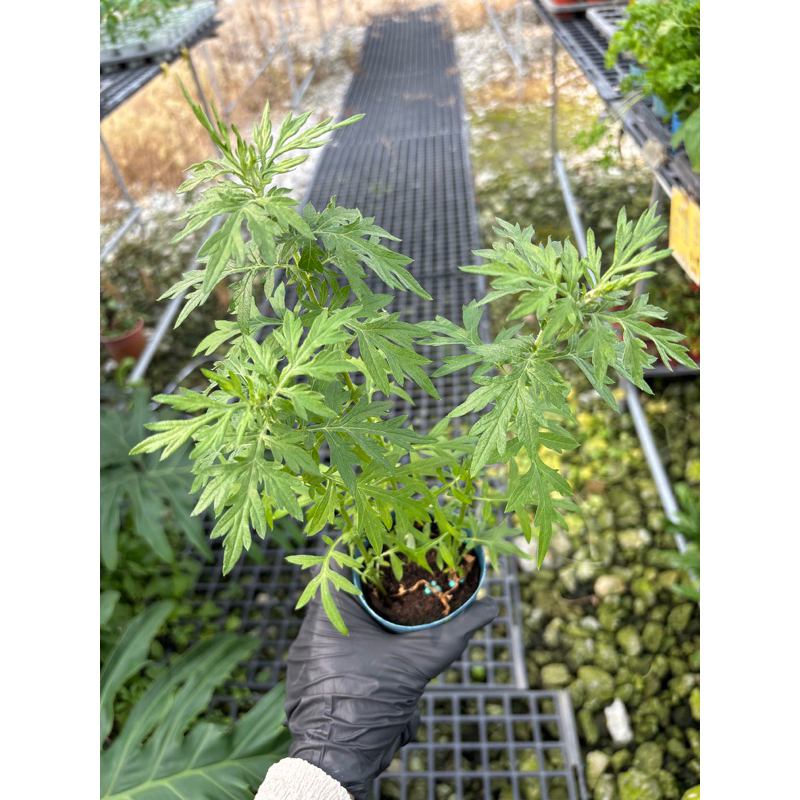 艾草苗 艾草 可食用 驅蚊植物  香草植物