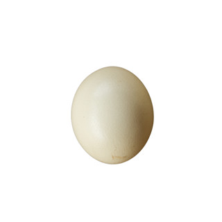 現貨 鴕鳥蛋 鴕鳥蛋殼 端午節立蛋 可食用 立蛋 交換禮物 布蕾 煎蛋 臺灣產 食用蛋 稀奇 禮物 最便宜