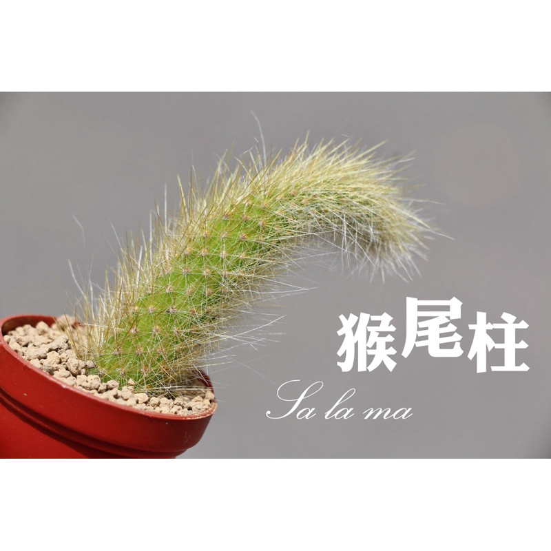 限量超值！6cm【猴尾柱】【九尾狐】1吋盆 | Sa La Ma多肉植物 | 仙人掌科 | 多肉植物