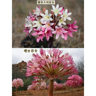 苔鑽🍀燈台百合/變色大地百合/種球約1公分/石蒜科植物/多肉植物/開花漂亮/草本植物/觀葉植物/微景觀/花卉/盆栽/田園