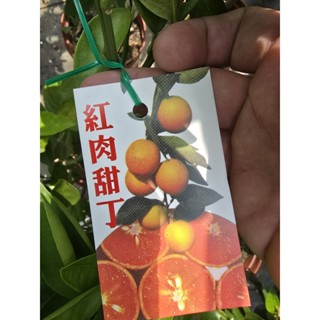 李家果苗 紅肉甜丁 8吋盆 嫁接苗 高度70-80公分 單價400元 宅配最多寄兩棵
