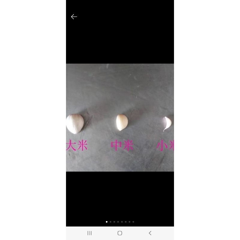 雲林蒜頭 小蒜米1斤150元 慧軒農場 蒜米