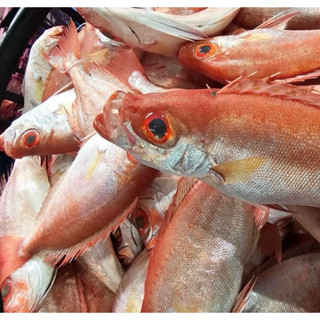 【漁讚】澎湖紅目鰱／紅目匡／紅木連／鰱魚／野生紅目鰱／二去紅目鰱／三去紅目鰱／清蒸魚／海鮮宅配／真空宅配