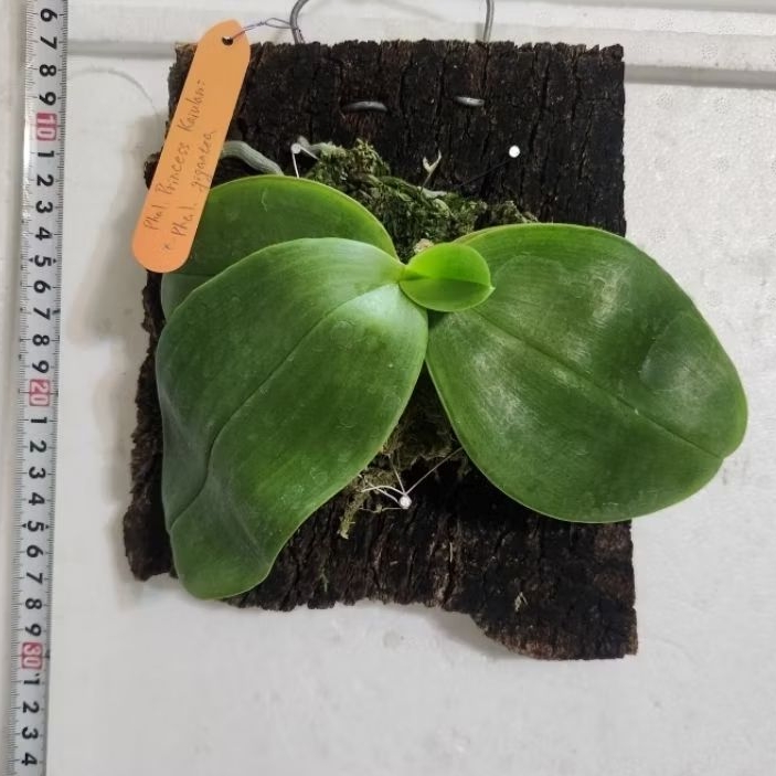 蝴蝶蘭 PK 象❄️Phal.Ohl Flame 軟木板植