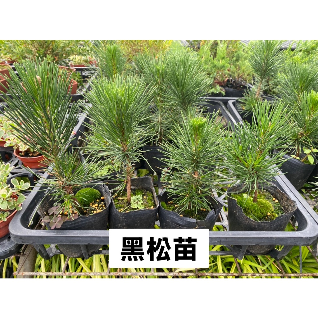 😊 黑松盆栽 😊  黑松三吋盆 3吋黑軟盆 盆栽盆景入門 高約10-20cm