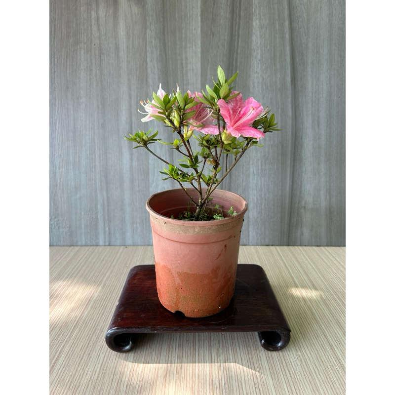 《夢花火》盆景-日本皋月杜鵑花苗/雕塑造型盆栽/植栽