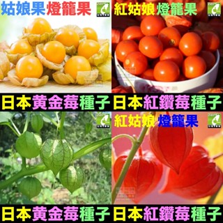 🎏㊣臺灣24H現貨【綠博士】日本黃金莓 日本紅鑽莓 種子 水果種子 姑娘果 黃姑娘 紅姑娘 大果燈籠果種子 超甜大果奶香