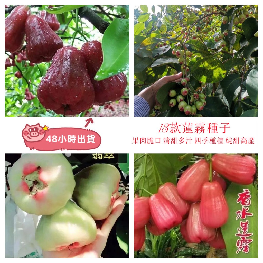 現貨 蓮霧種子  黑金剛蓮霧香水蓮霧芭比蓮霧庭院蔬果種子 四季播種 小院種植純甜水果種子