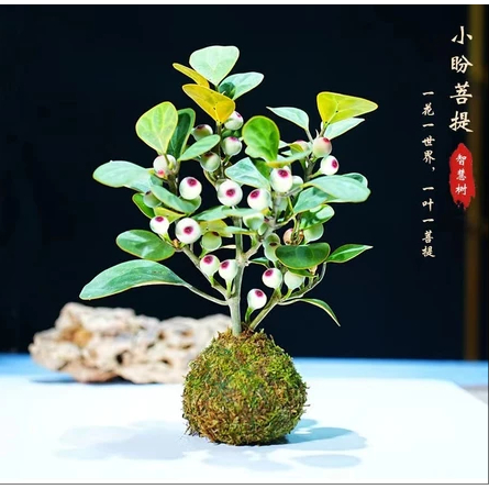 【菩提樹種子】小盼菩提樹種子 招財菩提 千絲菩提樹種子 老闆必備招財樹 室內空氣淨化樹 客廳茶台盆栽 四季常青