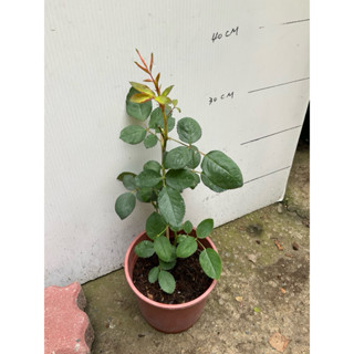 摩卡咖啡/5吋玫瑰花