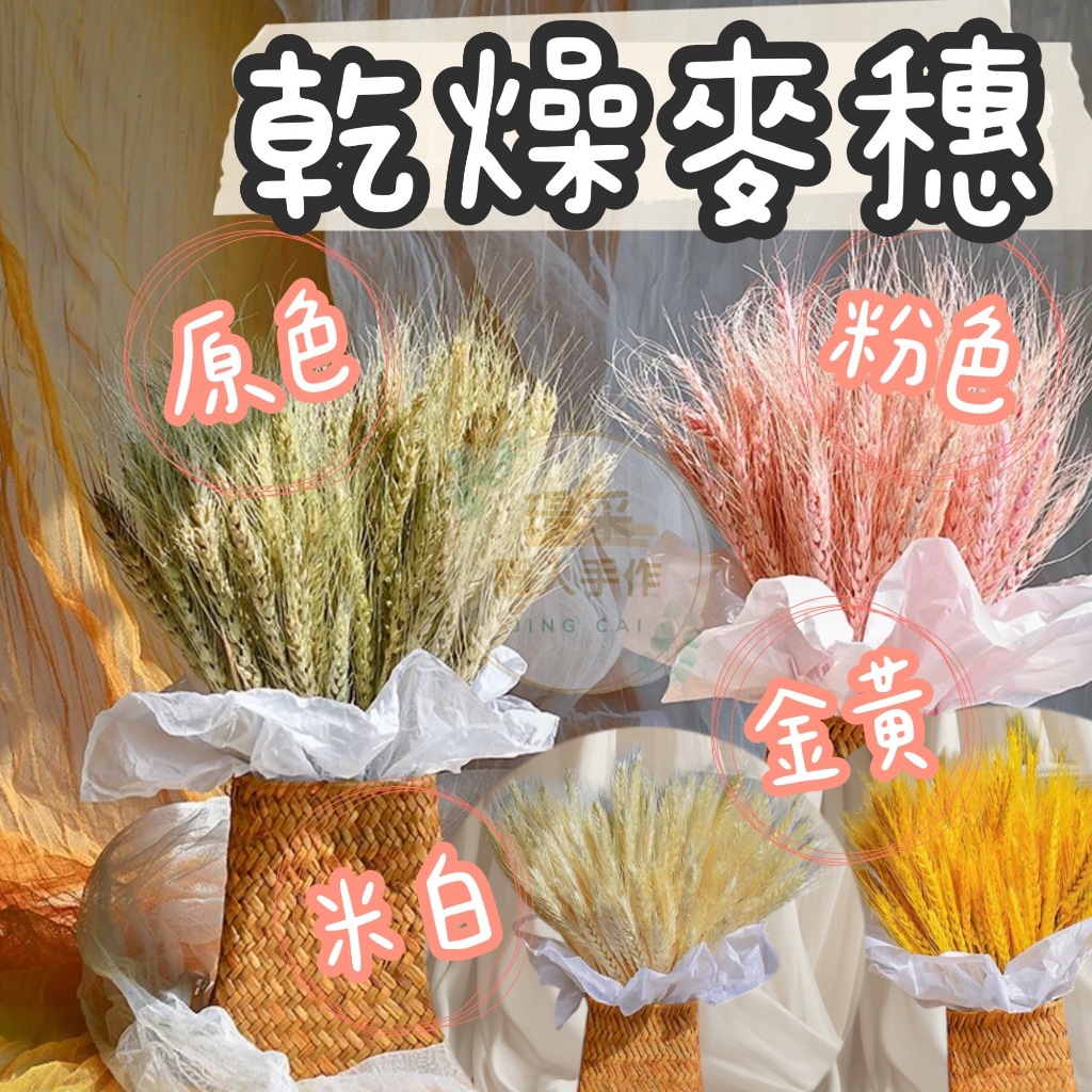 璟采職人】小麥 天然麥穗 稻穗花 乾燥麥穗 水稻 稻穀 稻米 乾燥花材 稻穗 五穀豐收 注連繩裝飾 春節 祈福花材 盆花