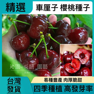 臺灣發貨【櫻桃種子】 車釐子種子 水果種子 果大超甜 皮薄肉厚 口感極佳 今年播種 明年結果 水果盆栽 水果植物種子