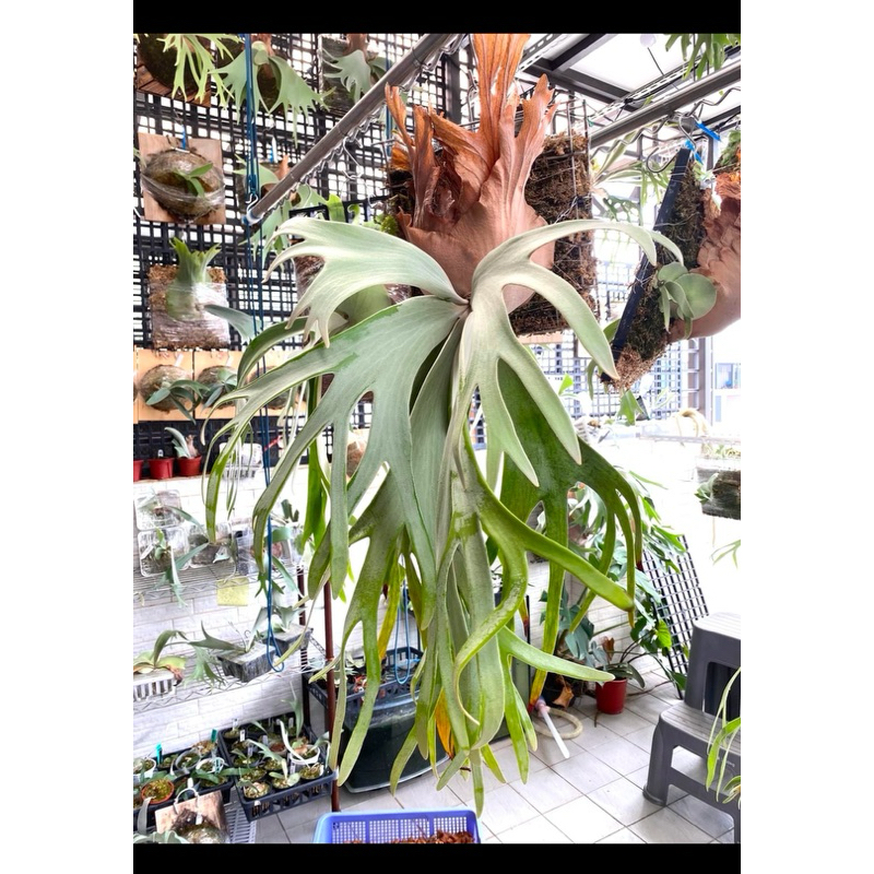 P.willinckii cv Watchara sporeling