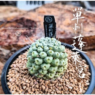 【單刺蓬萊宮】伊葉植物社-實體門市／多肉塊根仙人掌進口植物室外室內窗臺陽臺辦公室珍稀特殊特別田尾潮流綠化植栽盆栽可愛