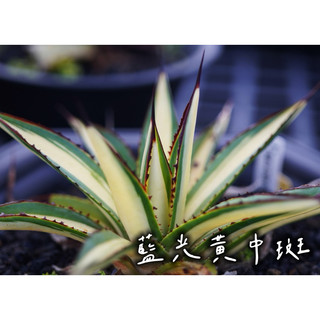 藍光黃中斑 一物一拍 龍舌蘭科 多肉 陽光美錦DAYLIGHT PLANTS