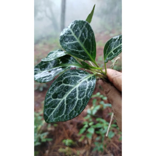 苔鑽🍀 斑葉鹿蹄草/植株大小約2-6公分左右/雨林植物/草本植物/觀葉植物/可做乾燥花/裝飾植物/微景觀/盆栽/辦公室