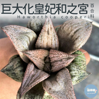 🌵✧植得栽✦【巨大化皇妃和之宮】百合科/玉露/阿福花科/十二卷/多肉植物/玉露錦/百合/植栽/多肉/十二之卷/園藝