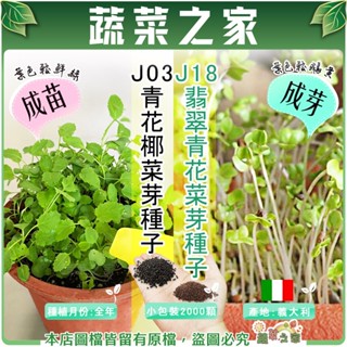 【蔬菜之家滿額免運】J03.青花菜芽種子//J18.翡翠青花芽菜種子- (青花椰菜芽、青花椰苗、芽菜種子) 芽菜種子