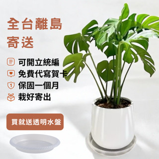 龜背芋八吋短圓盆栽 水泥短圓盆 室內觀葉植物推薦 開幕送禮 綠意擺設 園藝盆栽 琴葉榕 天堂鳥