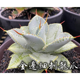 金邊細刺龍爪 一物一拍 龍舌蘭科 多肉 陽光美錦DAYLIGHT PLANTS