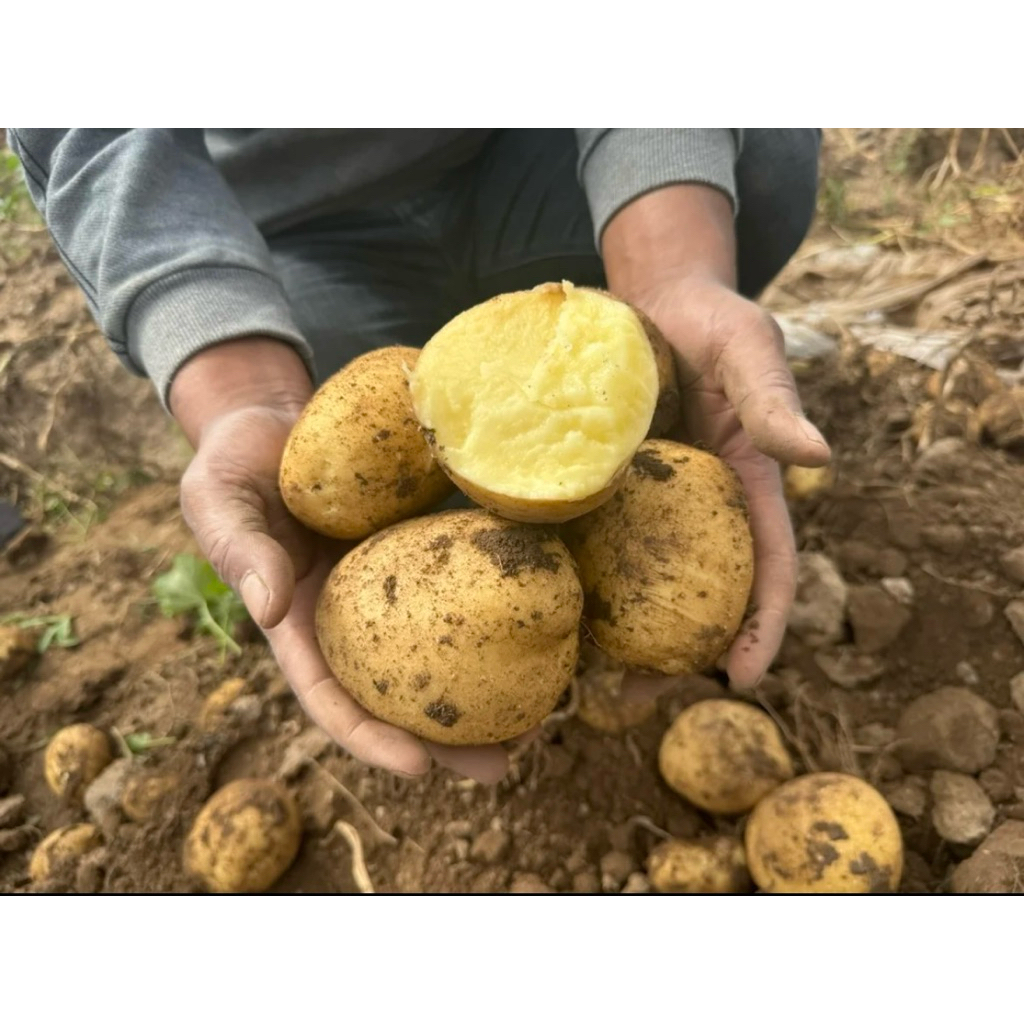 台農1號黃金馬鈴薯🥔黃肉馬鈴薯10斤免運