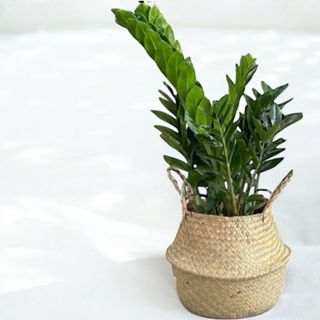 金錢樹 美鐵芋盆栽八吋水泥盆 竹簍 開幕送禮 室內植物 觀葉植物 開幕盆栽 室內盆栽 盆栽植物  園藝天堂鳥 龜背芋盆栽