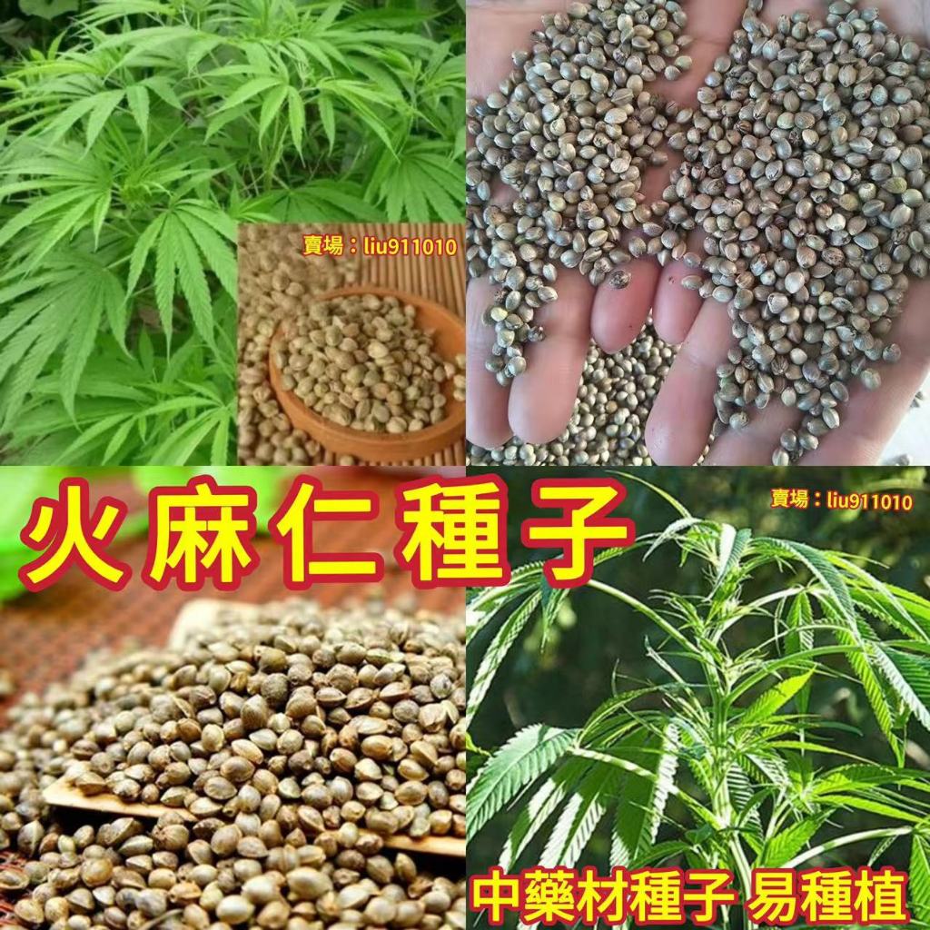 正品 免運【火麻仁種子】火麻仁 中藥材火麻子 火麻仁  火麻四季種植 中藥材生草本植物種子 包發芽