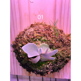 侏儒爪哇細菌 細菌鹿角蕨孢子苗 Bacteria sporeling