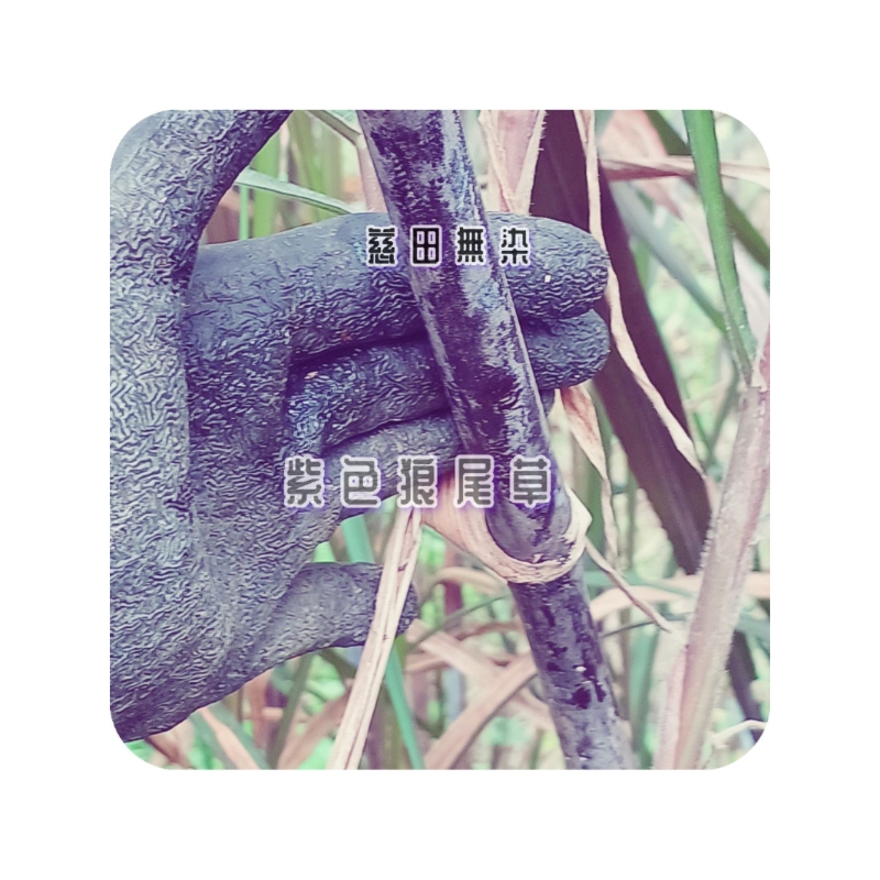 新鮮紫葉狼尾草{紅藥蔗•紫牧草•花青素}台畜草5號 寵物 陸龜食草