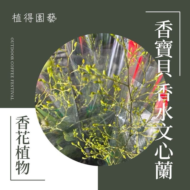 植得｜香寶貝 香水文心蘭｜多年生香花植物