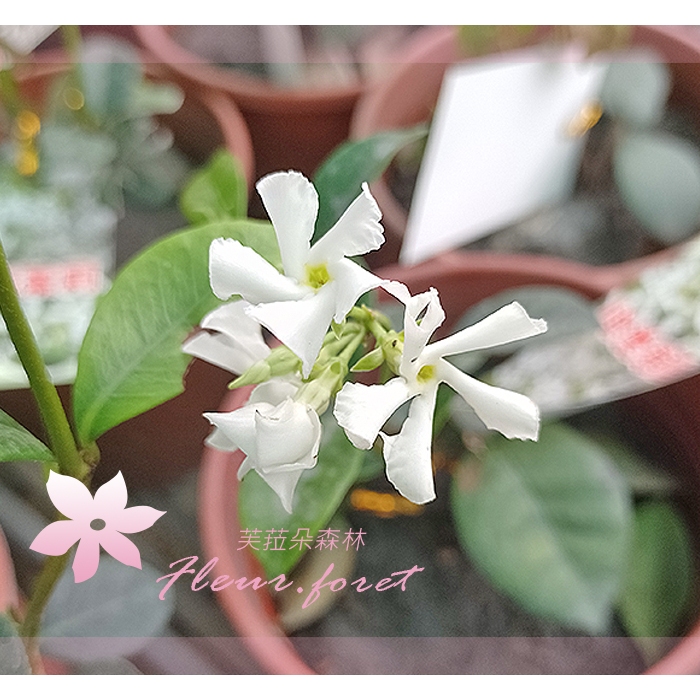 芙菈朵森林 風車茉莉 觀花植物 綠籬植物 香花植物 花苗