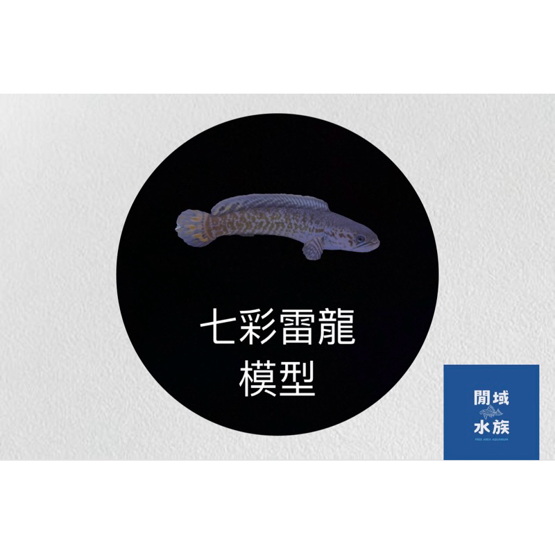 七彩雷龍 模型 9-10、15-16公分