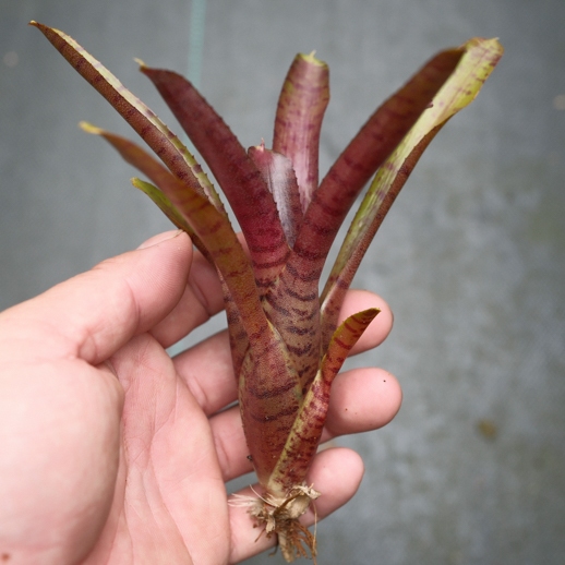 積水鳳梨 小型 凱特 Neoregelia Kate 五彩鳳梨