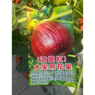 大果無花果（波姬紅）7吋大盆、盆栽也會長果喔。產量極高