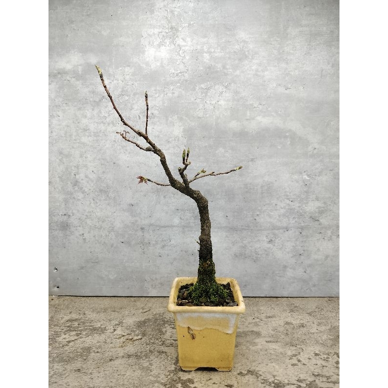 楓香盆栽的價格推薦- 2025年12月| 比價比個夠BigGo