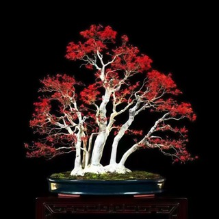 （2025新到貨）紅千鳥楓樹種子FS-3 紅楓樹種子四季易種禪意綠植盆景室內外觀賞種子盆栽觀葉植物種子